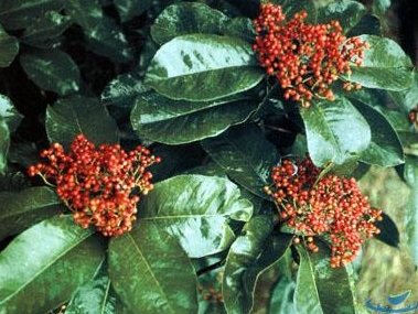 Photinia glomerata seed